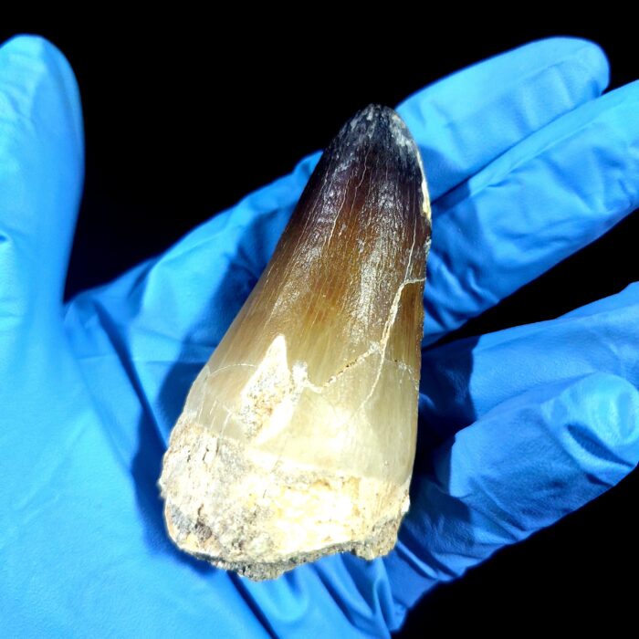 2.7" Huge Mosasaurus Tooth Rare Fossil Prognathodon Skull - Image 6