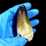 2.7" Huge Mosasaurus Tooth Rare Fossil Prognathodon Skull - Image 7