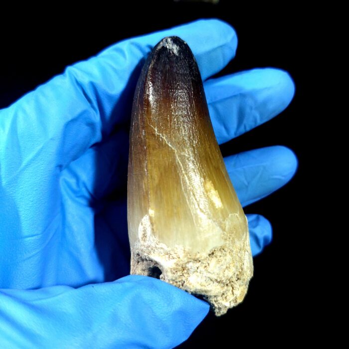 2.7" Huge Mosasaurus Tooth Rare Fossil Prognathodon Skull - Image 7