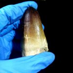 2.7" Huge Mosasaurus Tooth Rare Fossil Prognathodon Skull - Image 8