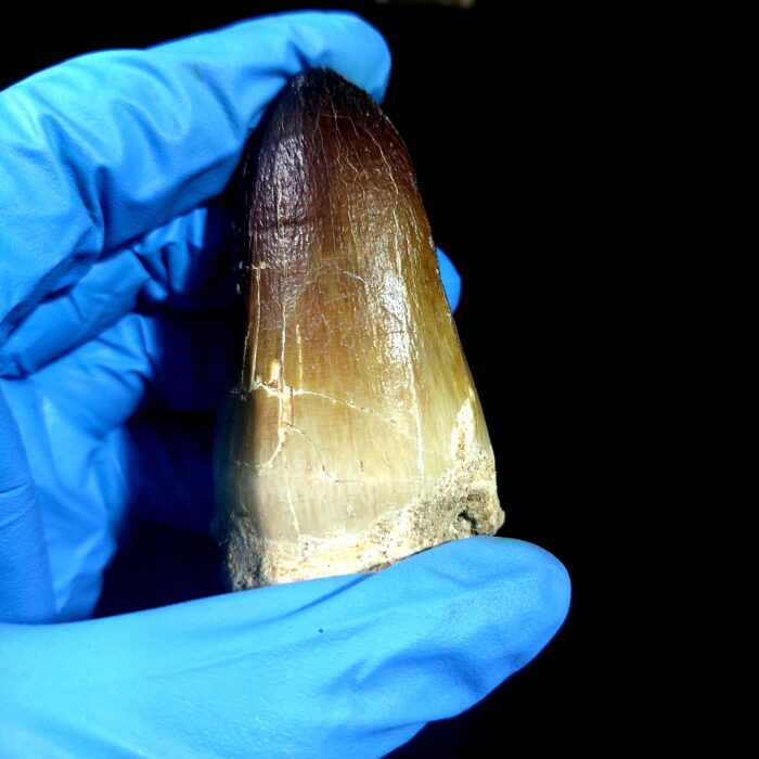2.7" Huge Mosasaurus Tooth Rare Fossil Prognathodon Skull - Image 8