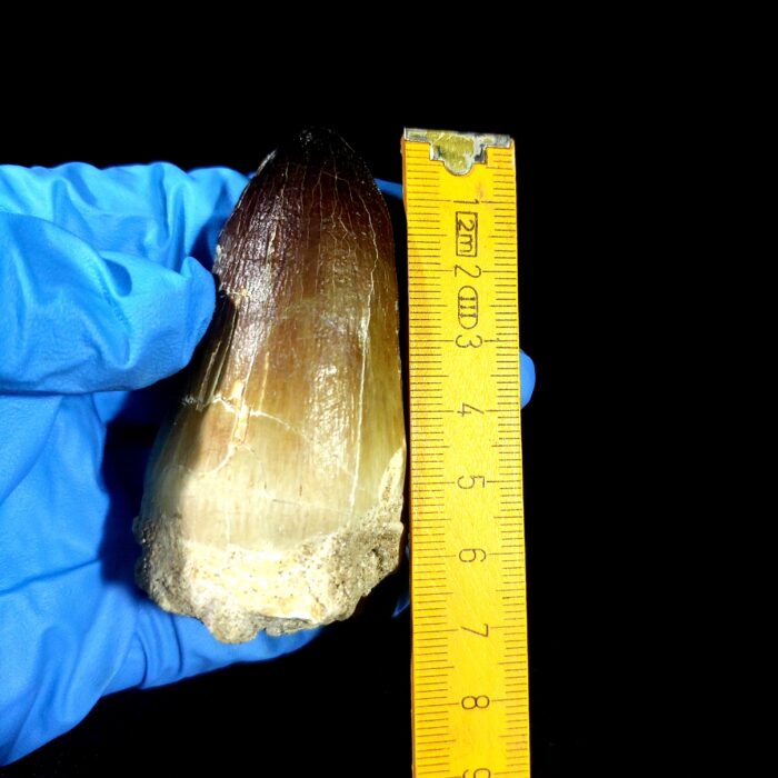 2.7" Huge Mosasaurus Tooth Rare Fossil Prognathodon Skull - Image 9