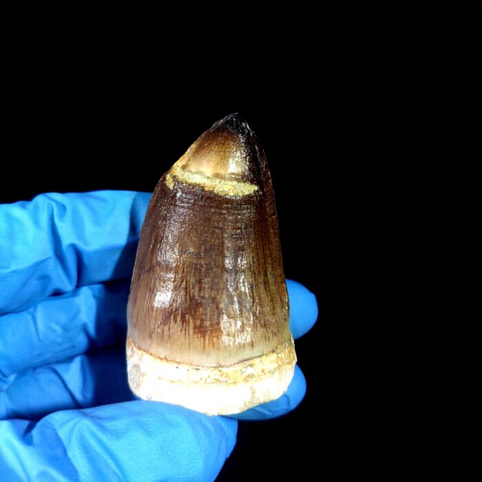 2.2" Authentic Fossil Mosasaurus Currii Tooth Cretaceous Era - Image 2