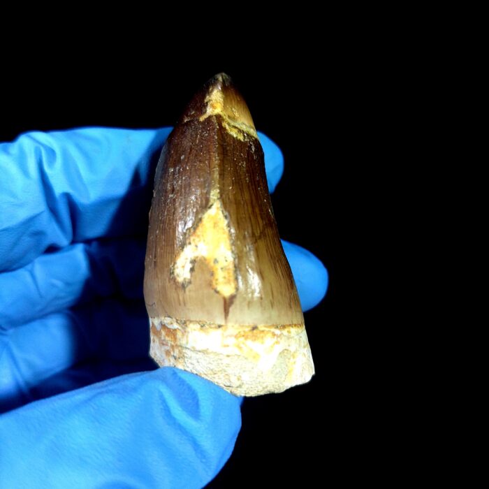 2.2" Authentic Fossil Mosasaurus Currii Tooth Cretaceous Era - Image 4