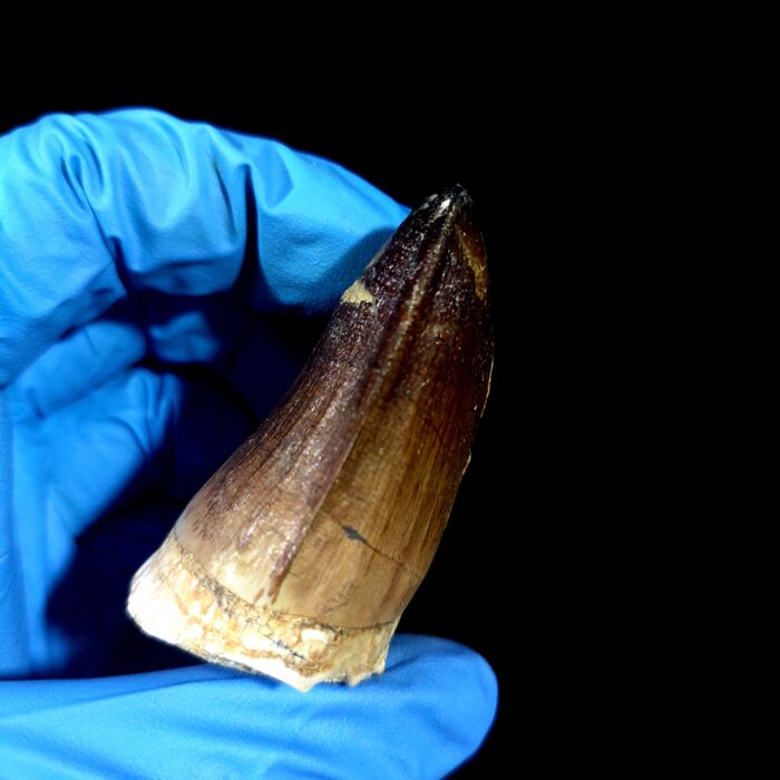 2.2" Authentic Fossil Mosasaurus Currii Tooth Cretaceous Era - Image 5