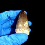 2.2" Authentic Fossil Mosasaurus Currii Tooth Cretaceous Era - Image 6