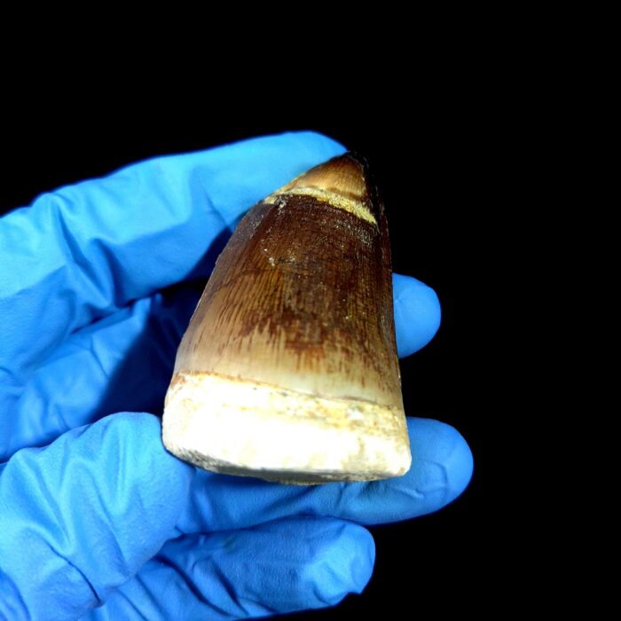 2.2" Authentic Fossil Mosasaurus Currii Tooth Cretaceous Era - Image 7