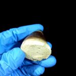 2.2" Authentic Fossil Mosasaurus Currii Tooth Cretaceous Era - Image 8