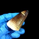 2.2" Authentic Fossil Mosasaurus Currii Tooth Cretaceous Era - Image 9