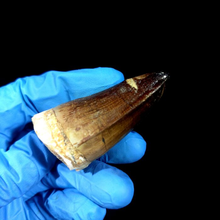 2.2" Authentic Fossil Mosasaurus Currii Tooth Cretaceous Era - Image 10