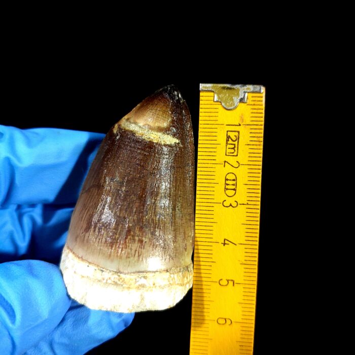 2.2" Authentic Fossil Mosasaurus Currii Tooth Cretaceous Era - Image 11