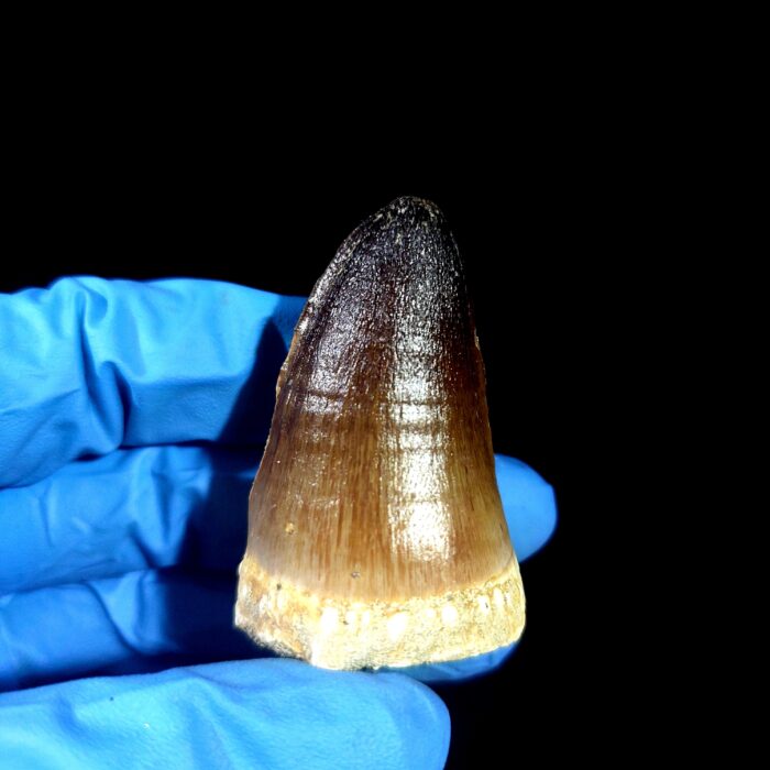 2" Original Mosasaurus Currii Tooth Huge Reptile Fossilized - Image 1