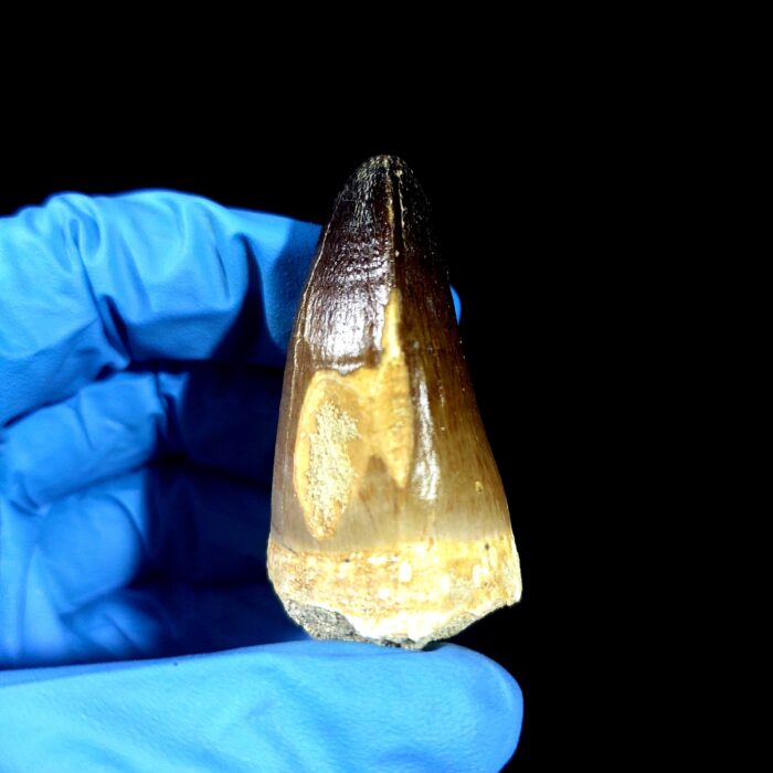 2" Original Mosasaurus Currii Tooth Huge Reptile Fossilized - Image 3