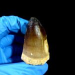 2" Original Mosasaurus Currii Tooth Huge Reptile Fossilized - Image 5