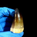 2" Original Mosasaurus Currii Tooth Huge Reptile Fossilized - Image 6