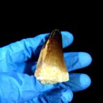 2" Original Mosasaurus Currii Tooth Huge Reptile Fossilized - Image 7