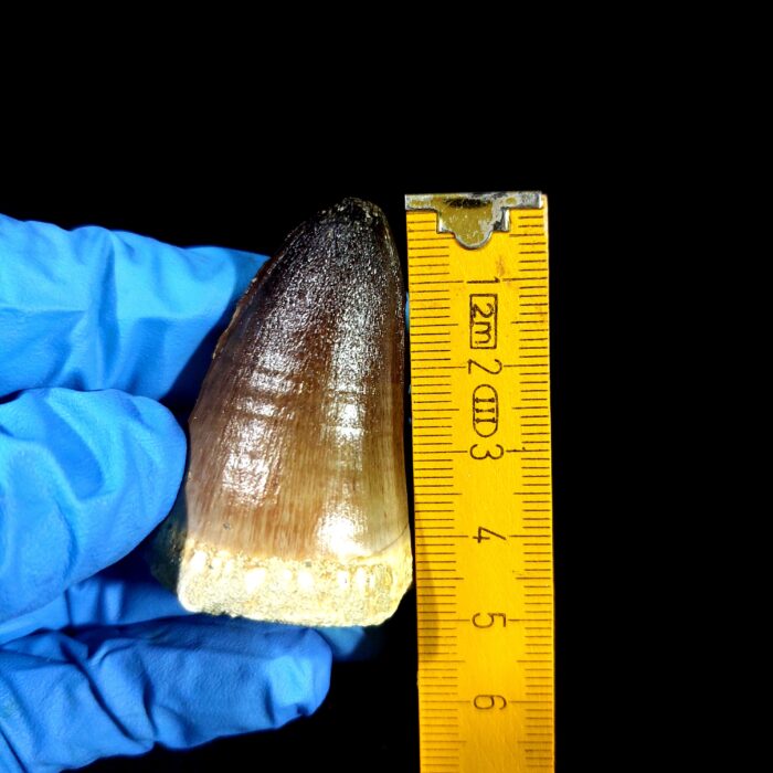 2" Original Mosasaurus Currii Tooth Huge Reptile Fossilized - Image 8