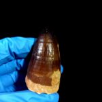 2.3" Original Mosasaurus Fossil Tooth Mosasaur for Sale dinosaur