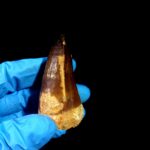 2.3" Original Mosasaurus Fossil Tooth Mosasaur for Sale dinosaur - Image 3