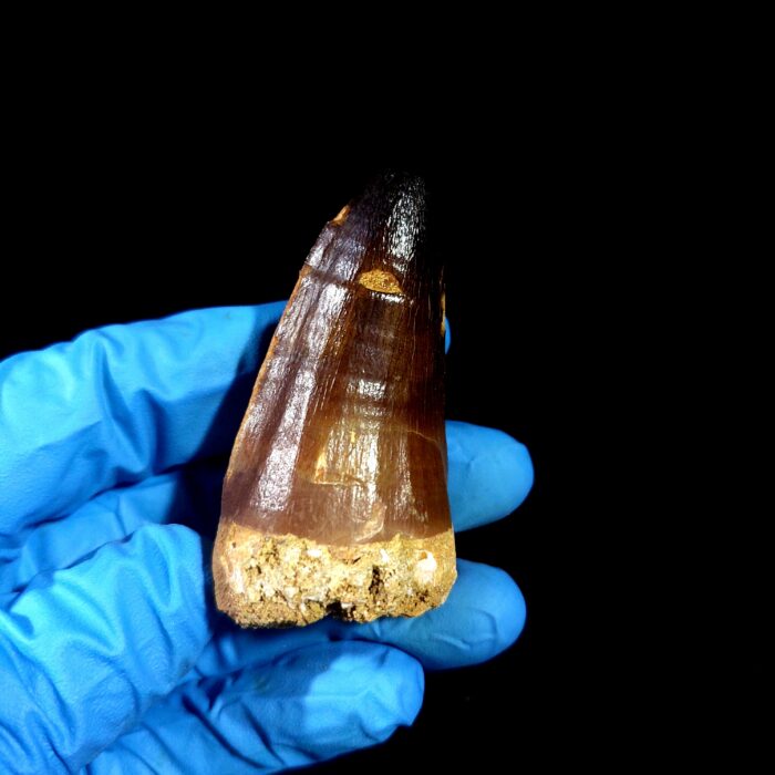 2.3" Original Mosasaurus Fossil Tooth Mosasaur for Sale dinosaur - Image 4