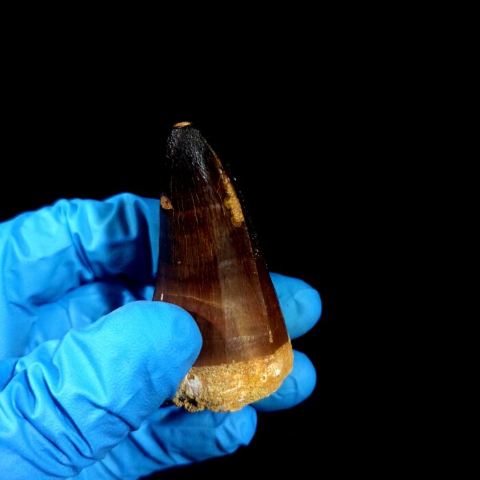 2.3" Original Mosasaurus Fossil Tooth Mosasaur for Sale dinosaur - Image 5