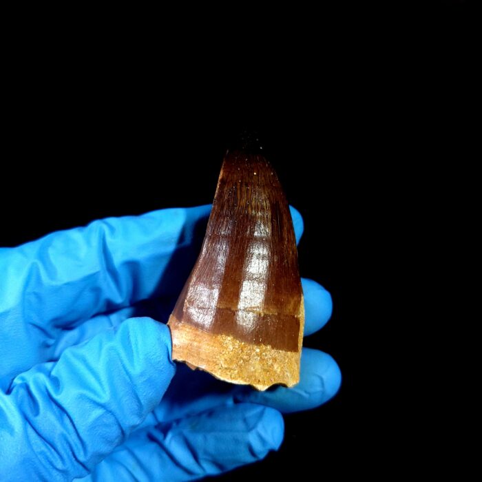 2.3" Original Mosasaurus Fossil Tooth Mosasaur for Sale dinosaur - Image 6