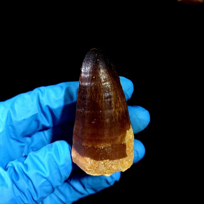 2.3" Original Mosasaurus Fossil Tooth Mosasaur for Sale dinosaur - Image 7