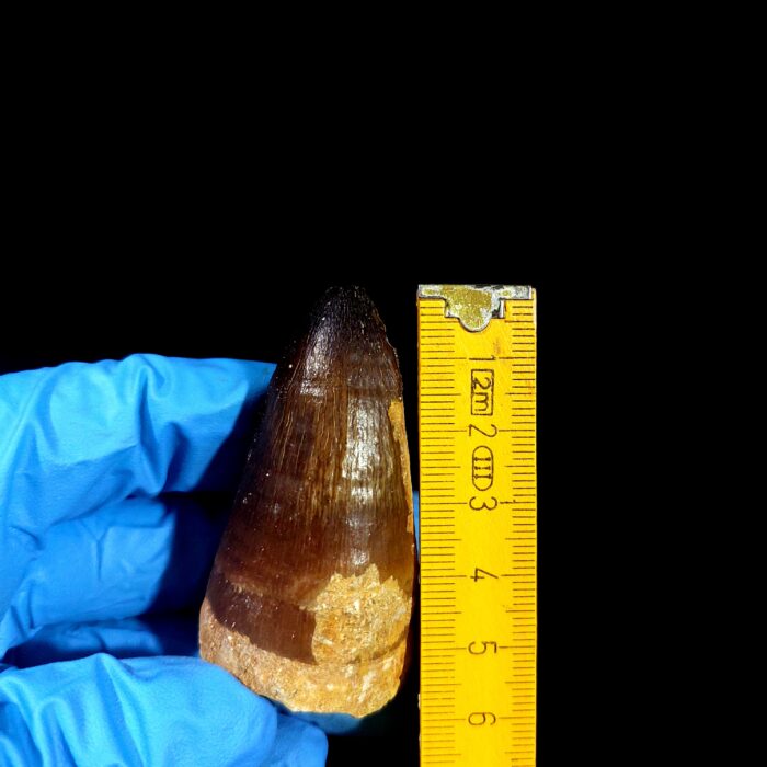 2.3" Original Mosasaurus Fossil Tooth Mosasaur for Sale dinosaur - Image 8