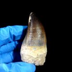 2.7" Mosasaurus Currii Tooth Rare Fossil Cretaceous Dinosaur