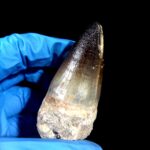 2.7" Mosasaurus Currii Tooth Rare Fossil Cretaceous Dinosaur - Image 3