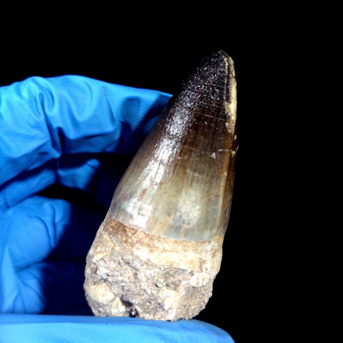 2.7" Mosasaurus Currii Tooth Rare Fossil Cretaceous Dinosaur - Image 3