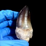 2.7" Mosasaurus Currii Tooth Rare Fossil Cretaceous Dinosaur - Image 4