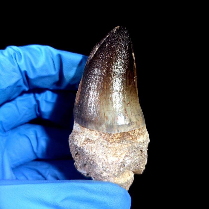 2.7" Mosasaurus Currii Tooth Rare Fossil Cretaceous Dinosaur - Image 4