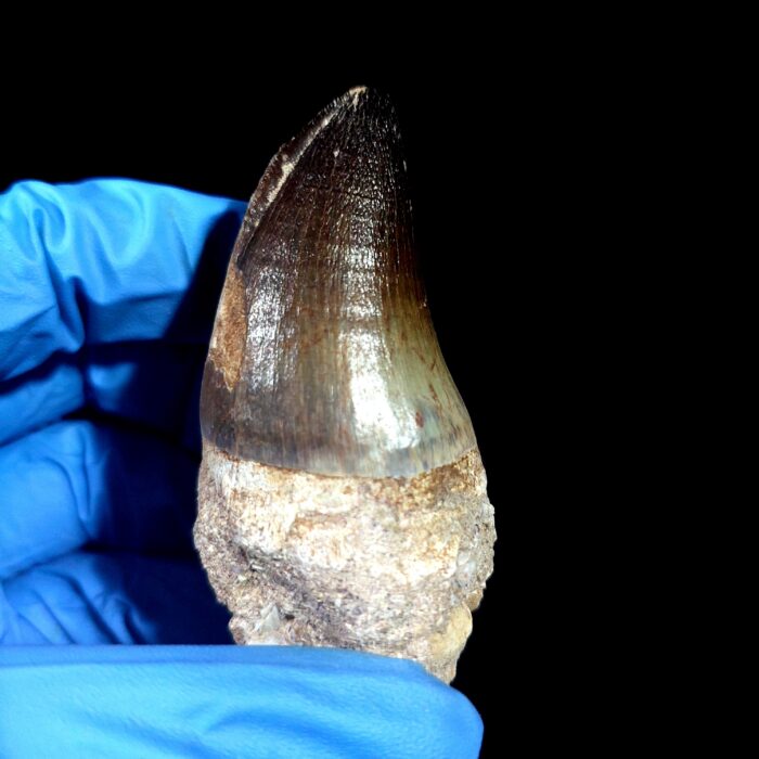 2.7" Mosasaurus Currii Tooth Rare Fossil Cretaceous Dinosaur - Image 5