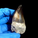 2.7" Mosasaurus Currii Tooth Rare Fossil Cretaceous Dinosaur - Image 6