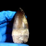 2.7" Mosasaurus Currii Tooth Rare Fossil Cretaceous Dinosaur - Image 7