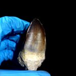 2.7" Mosasaurus Currii Tooth Rare Fossil Cretaceous Dinosaur - Image 8