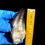 2.7" Mosasaurus Currii Tooth Rare Fossil Cretaceous Dinosaur - Image 9
