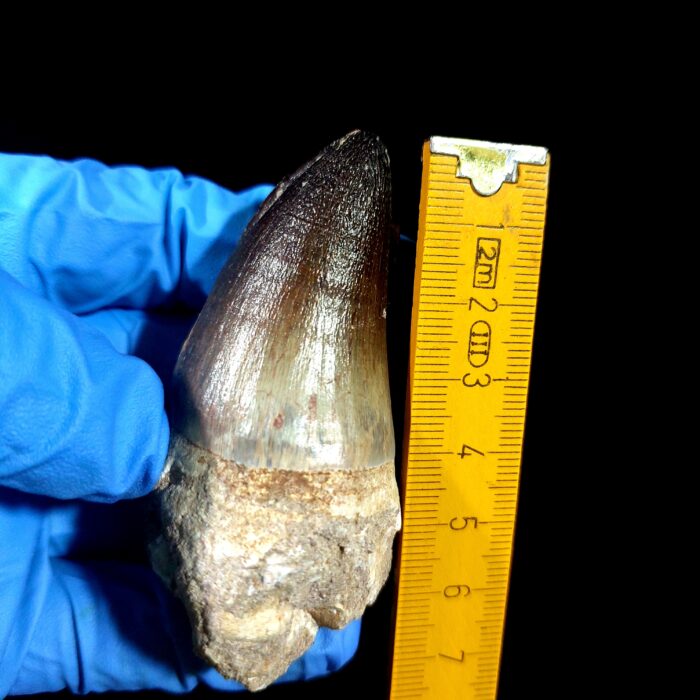 2.7" Mosasaurus Currii Tooth Rare Fossil Cretaceous Dinosaur - Image 9