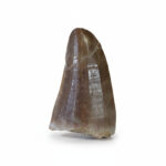 2" Hainosaurus Boubker Tooth Fossilized Mosasaurus Tylosaurus