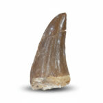 2.1" Top Rare Tylosaurus Tooth Rare Mosasaurus Dinosaur