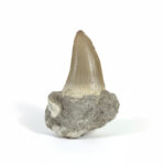 2.8" Hainosaurus Tooth Rare Fossil Tylosaurus teeth Dinosaur