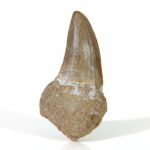 2.7" Huge Tylosaurus Tooth Rare Mosasaurus Fossilized Dinosaur