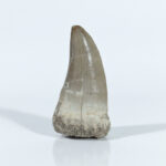 2.5" Top Rare Hainosaurus Boubker Tooth best quality mosasaurus