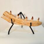 Authentic Fossil Mosasaur Jaw Section with Multiple Teeth Collector Specimen - Image 11