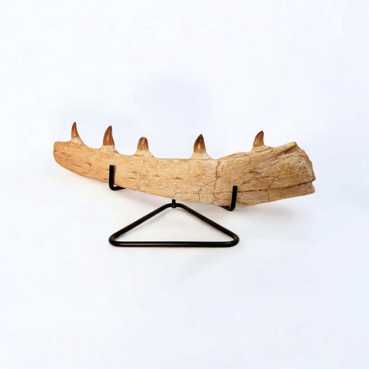 Mosasaur jaw fragment held in hands to show its substantial size and detail (11) Authentic Fossil Mosasaur Jaw Section with Multiple Teeth Collector Specimen - Image 1