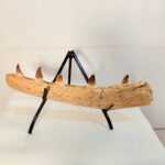 Authentic Fossil Mosasaur Jaw Section with Multiple Teeth Collector Specimen - Image 6