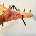 Authentic Fossil Mosasaur Jaw Section with Multiple Teeth Collector Specimen - Image 10