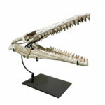 Huge Mosasaurus Skull Fossil – 32″ Museum-Quality Cretaceous Specimen - Image 3