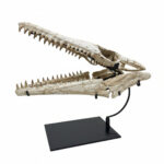 Huge Mosasaurus Skull Fossil – 32″ Museum-Quality Cretaceous Specimen - Image 5